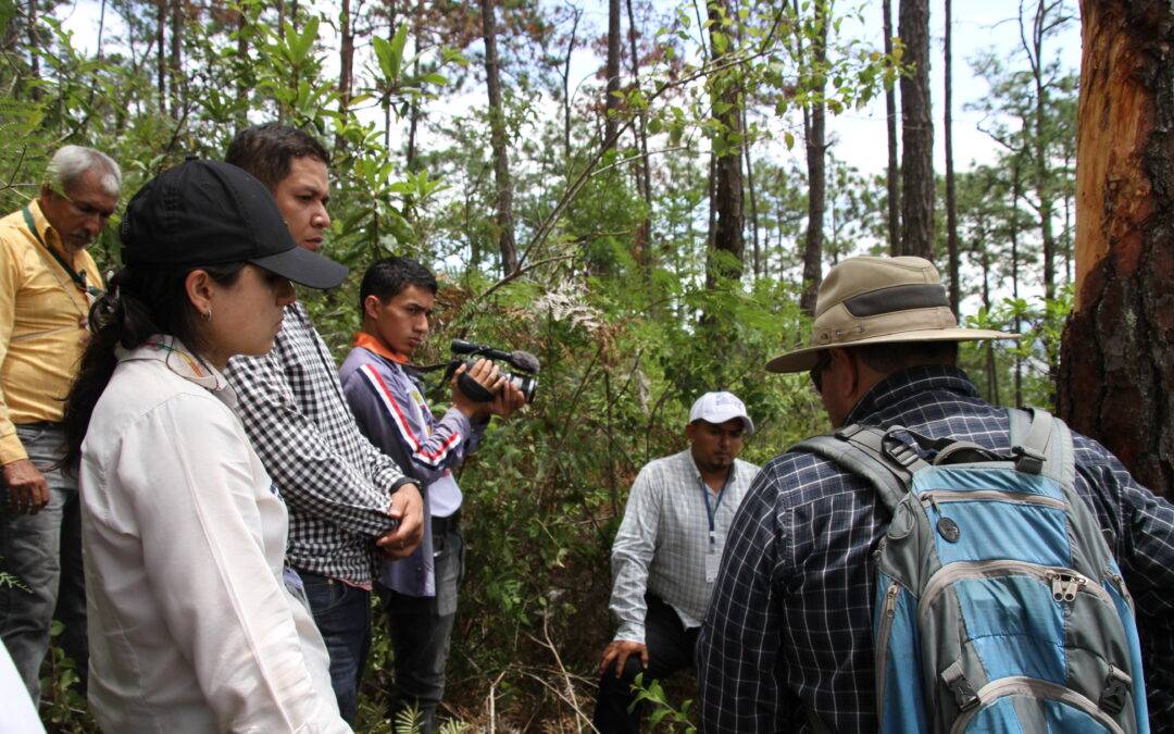 Como parte de las actividades que realiza la Oficina Territorial de Guatemala del Plan Trifinio, en el marco del proyecto Protección de la Reserva de Biosfera Transfronteriza Trifinio Fraternidad, financiado por la Cooperación alemana -KFW- realizó inspección de campo para monitorear el área afectada por la plaga de gorgojo descortezador del pino.